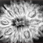 12 Mukhi Rudraksha 32.5mm 7.45gm - Xray