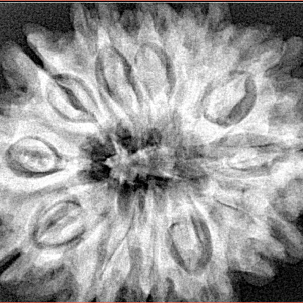 12 Mukhi Rudraksha 32.5mm 7.45gm - Xray