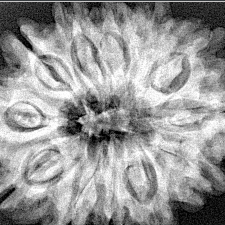 12 Mukhi Rudraksha 32.5mm 7.45gm - Xray