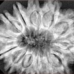 13 Mukhi Rudraksha 33.1mm 7.27gm - Xray