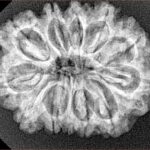 12 Mukhi Rudraksha 29mm 4.7gm - Xray