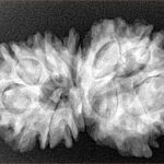 13 Mukhi Gaurishankar 33.7mm 5.78gm - Xray