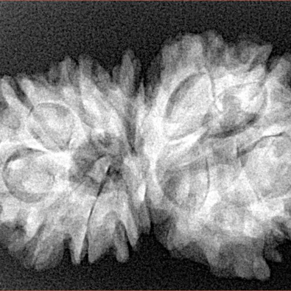13 Mukhi Gaurishankar 33.7mm 5.78gm - Xray