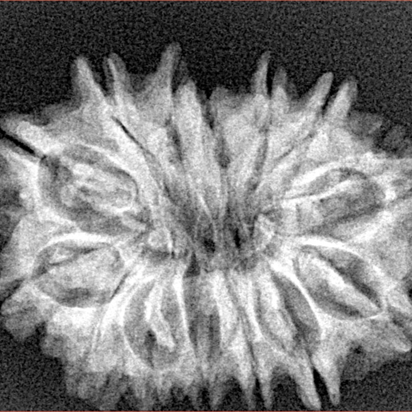 14 Mukhi Rudraksha 28.3mm 4.3gm - Xray