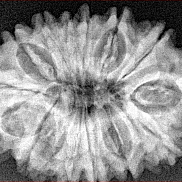 14 Mukhi Rudraksha 29.8mm 5.08gm - Xray