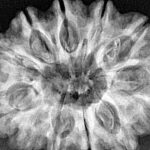 12 Mukhi Rudraksha 33mm 7.42gm - Xray