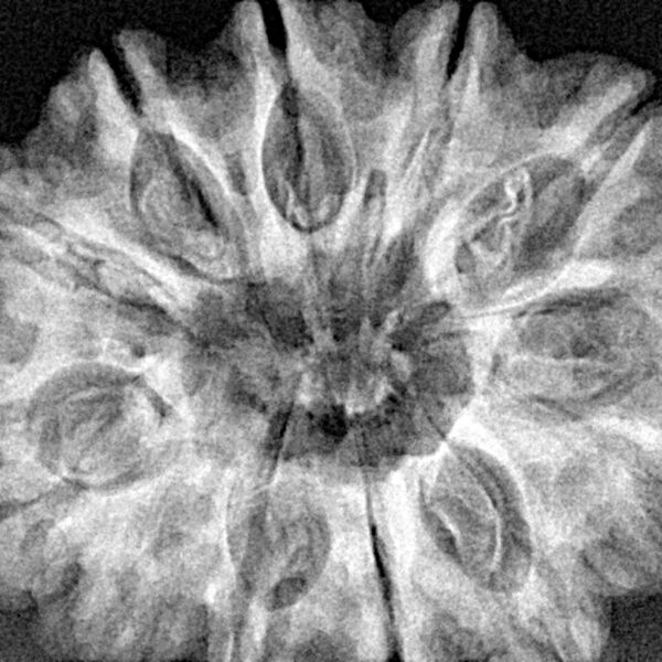 12 Mukhi Rudraksha 33mm 7.42gm - Xray