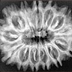 13 Mukhi Rudraksha 32mm 5.82gm - Xray