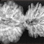 13 Mukhi Gaurishankar 38.4mm 6.92gm - Xray