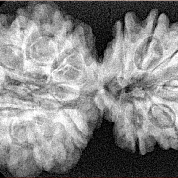 13 Mukhi Gaurishankar 38.4mm 6.92gm - Xray