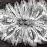 13 Mukhi Rudraksha 34.1mm 6.15gm - Xray