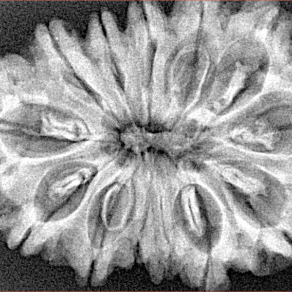 13 Mukhi Rudraksha 34.1mm 6.15gm - Xray