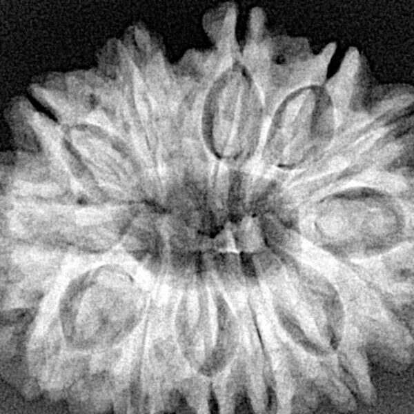 13 Mukhi Rudraksha 30.5mm 6.3gm - Xray