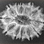 12 Mukhi Rudraksha 27.3mm 2.94gm - Xray