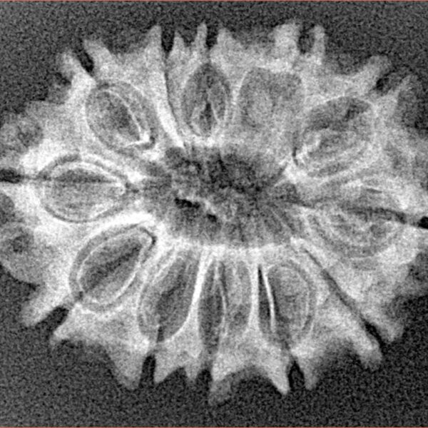 12 Mukhi Rudraksha 27.3mm 2.94gm - Xray