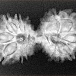 13 Mukhi Gaurishankar 33mm 4.56gm - Xray