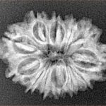 12 Mukhi Rudraksha 26.6mm 3.27gm - Xray