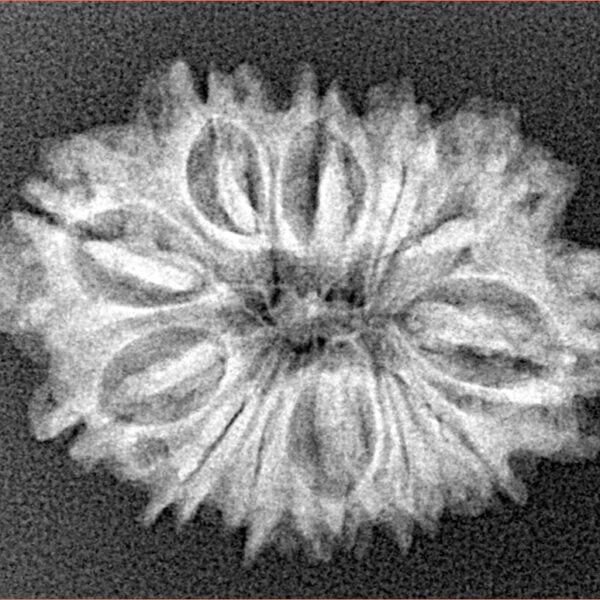 12 Mukhi Rudraksha 26.6mm 3.27gm - Xray