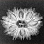 12 Mukhi Rudraksha 24.6mm 3.32gm - Xray