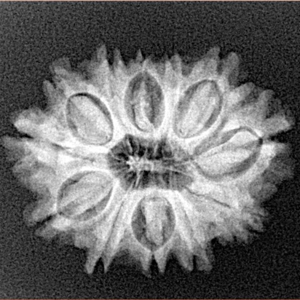 12 Mukhi Rudraksha 24.6mm 3.32gm - Xray