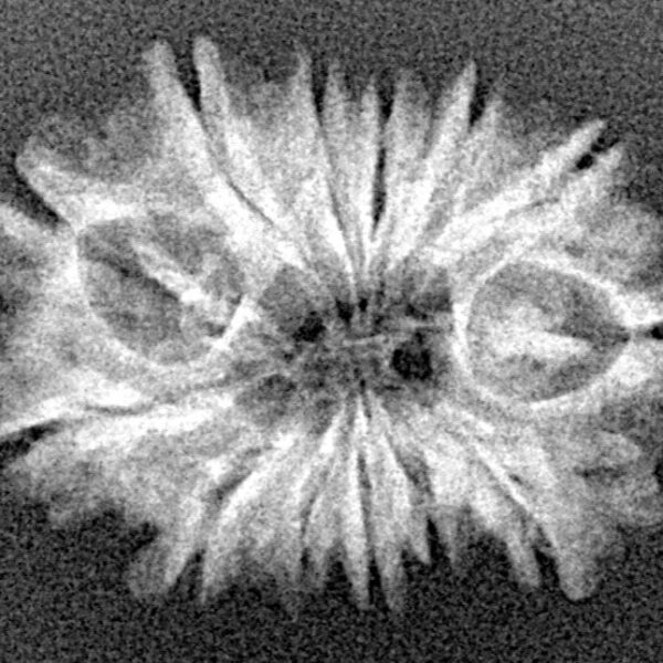 13 Mukhi Rudraksha 23mm 2.19gm - Xray