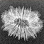 13 Mukhi Rudraksha 21.6mm 1.86gm - Xray