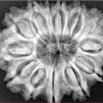 13 Mukhi Rudraksha 30.6mm 6.3gm - Xray