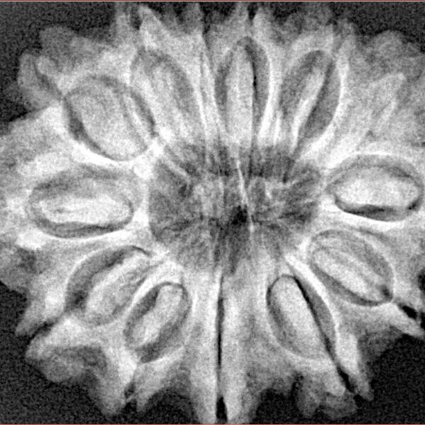 13 Mukhi Rudraksha 30.6mm 6.3gm - Xray