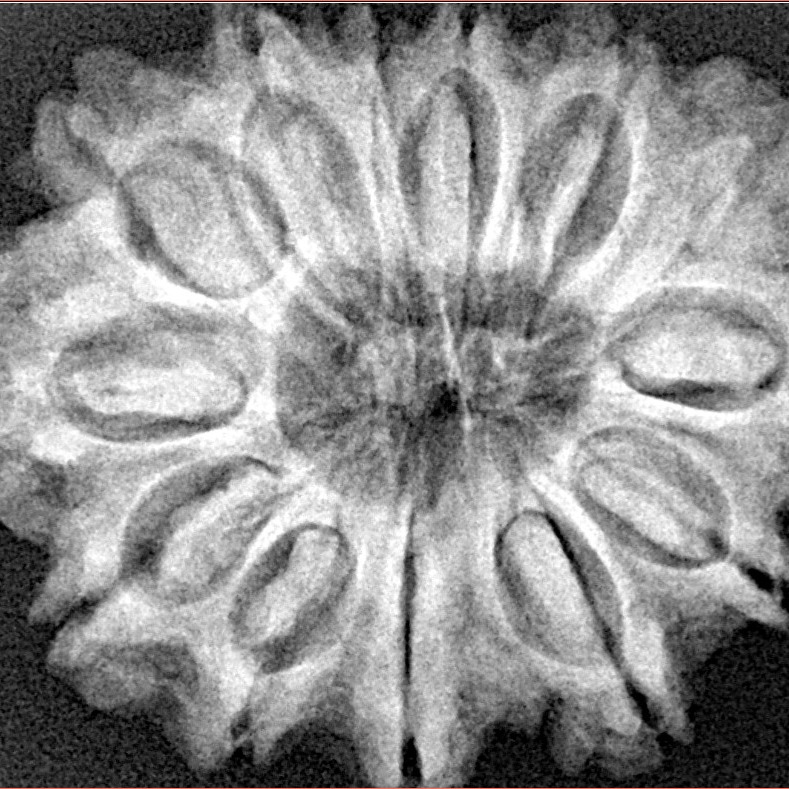 13 Mukhi Rudraksha 30.6mm 6.3gm - Xray