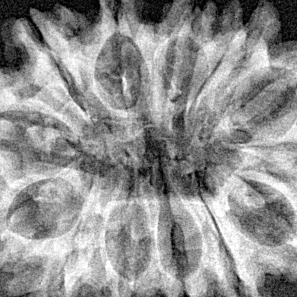 13 Mukhi Rudraksha 33mm 5.38gm - Xray