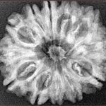 12 Mukhi Rudraksha 28.7mm 4.51gm - Xray