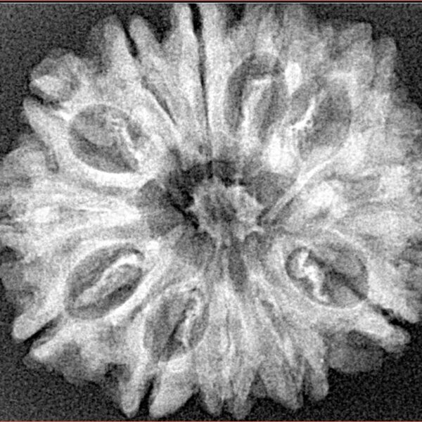 12 Mukhi Rudraksha 28.7mm 4.51gm - Xray