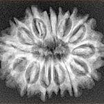 14 Mukhi Rudraksha 27.2mm 4.16gm - Xray