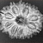 12 Mukhi Rudraksha 25.6mm 3.48gm - Xray