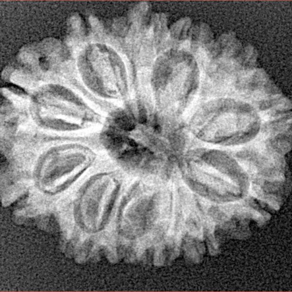 12 Mukhi Rudraksha 25.6mm 3.48gm - Xray