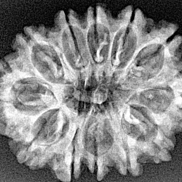 12 Mukhi Rudraksha 29.3mm 4.06gm - Xray