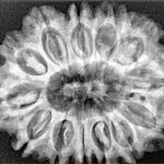13 Mukhi Rudraksha 31.7mm 6.28gm - Xray