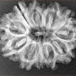 12 Mukhi Rudraksha 27.3mm 3.88gm - Xray