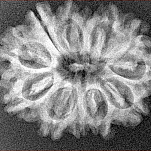 12 Mukhi Rudraksha 27.3mm 3.88gm - Xray