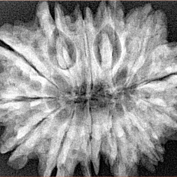 13 Mukhi Rudraksha 31.6mm 6.19gm - Xray