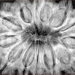 13 Mukhi Ganesh 35.6mm 9.46gm - Xray