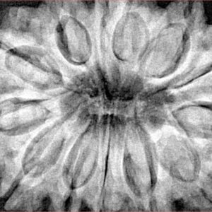 13 Mukhi Ganesh 35.6mm 9.46gm - Xray