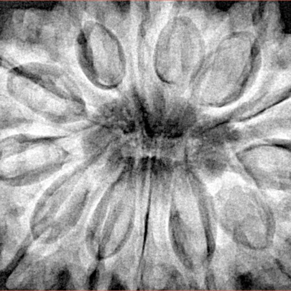 13 Mukhi Ganesh 35.6mm 9.46gm - Xray