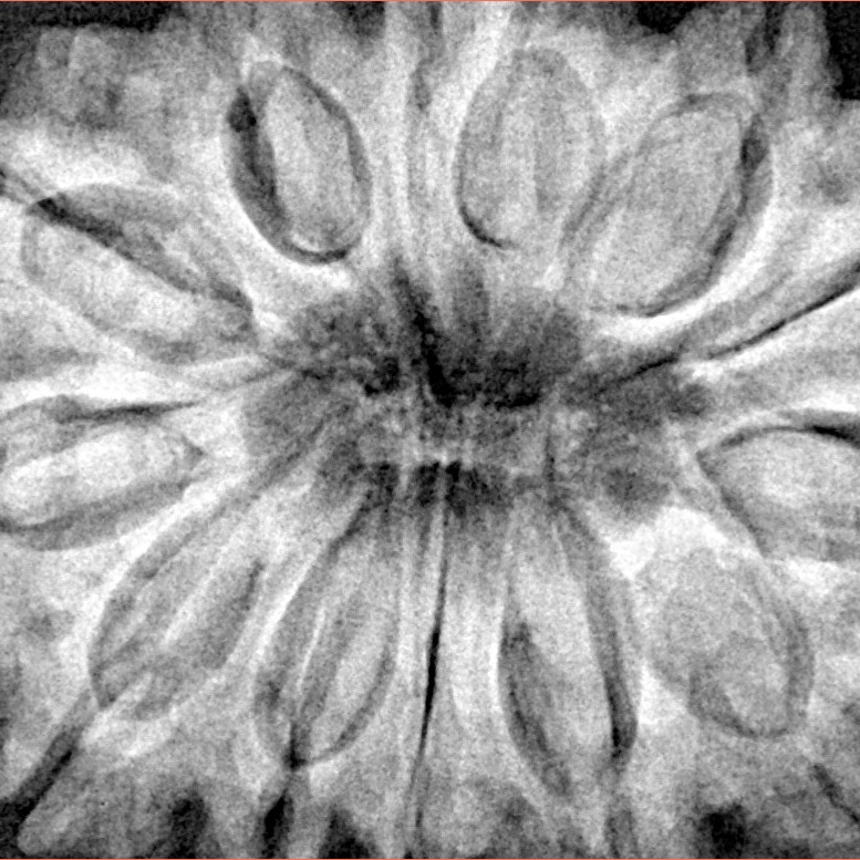 13 Mukhi Ganesh 35.6mm 9.46gm - Xray