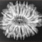 12 Mukhi Rudraksha 27.1mm 4.1gm - Xray