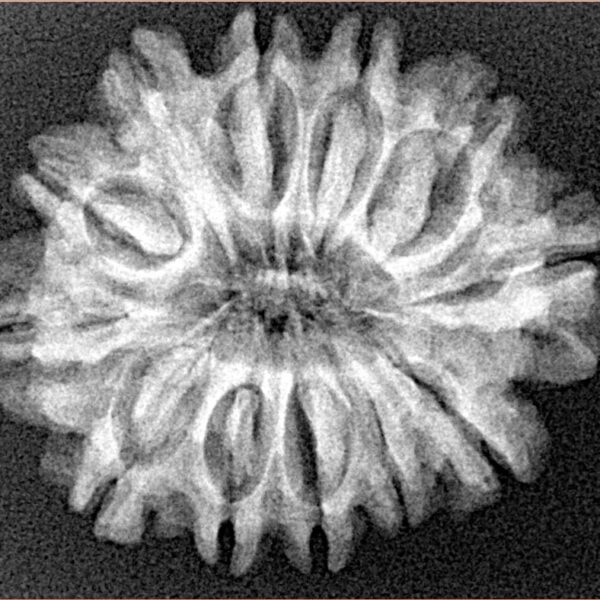 12 Mukhi Rudraksha 27.1mm 4.1gm - Xray