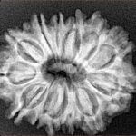 13 Mukhi Rudraksha 27.6mm 4.42gm - Xray