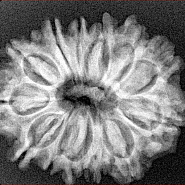 13 Mukhi Rudraksha 27.6mm 4.42gm - Xray