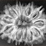 13 Mukhi Rudraksha 26.2mm 3.31gm - Xray