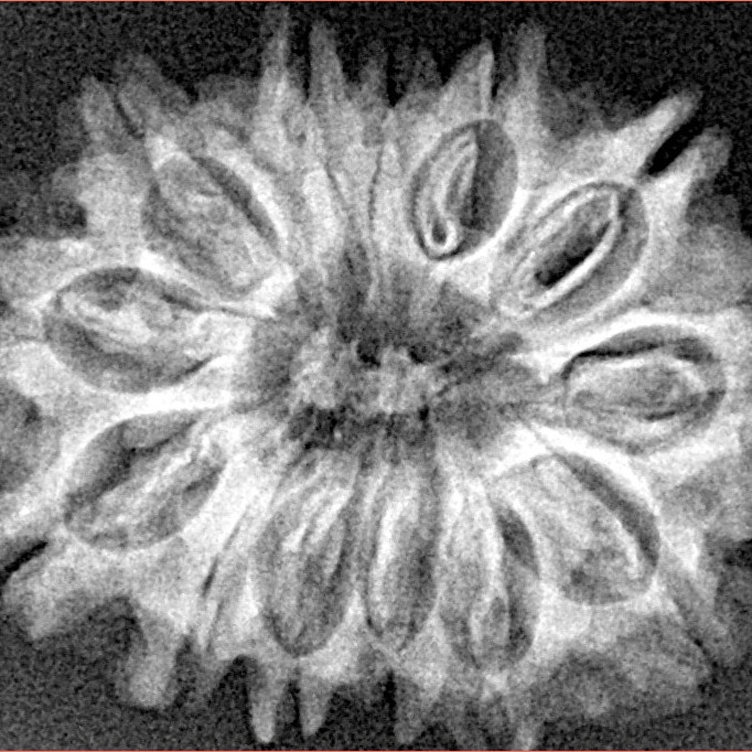 13 Mukhi Rudraksha 26.2mm 3.31gm - Xray